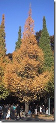 230px-Ginkgo_tree_in_Jingu_Gaien_Ginkgo_Street_Tokyo